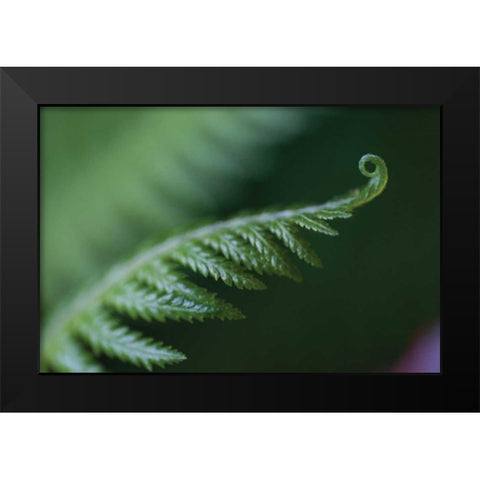 Fern Detail I Black Modern Wood Framed Art Print by Berzel, Erin