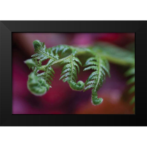 Fern Detail II Black Modern Wood Framed Art Print by Berzel, Erin