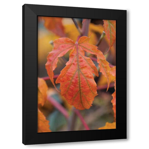 Orange Leaves I Black Modern Wood Framed Art Print with Double Matting by Berzel, Erin