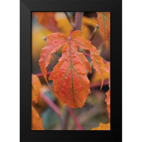 Orange Leaves I Black Modern Wood Framed Art Print by Berzel, Erin