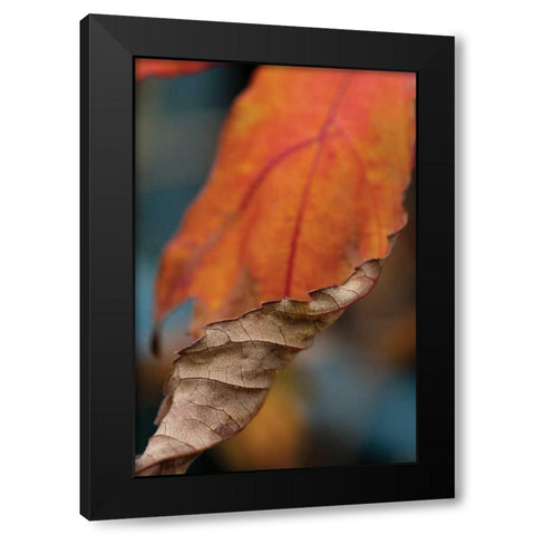 Orange Leaves II Black Modern Wood Framed Art Print with Double Matting by Berzel, Erin