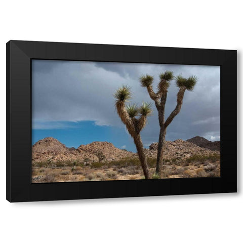 Joshua Tree III Black Modern Wood Framed Art Print by Berzel, Erin