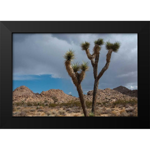 Joshua Tree III Black Modern Wood Framed Art Print by Berzel, Erin