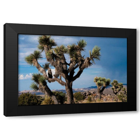 Joshua Tree VI Black Modern Wood Framed Art Print with Double Matting by Berzel, Erin