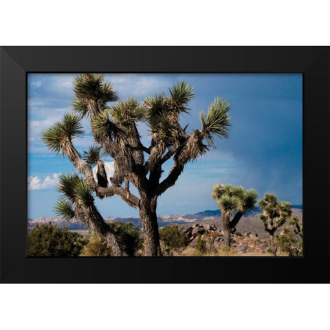 Joshua Tree VI Black Modern Wood Framed Art Print by Berzel, Erin
