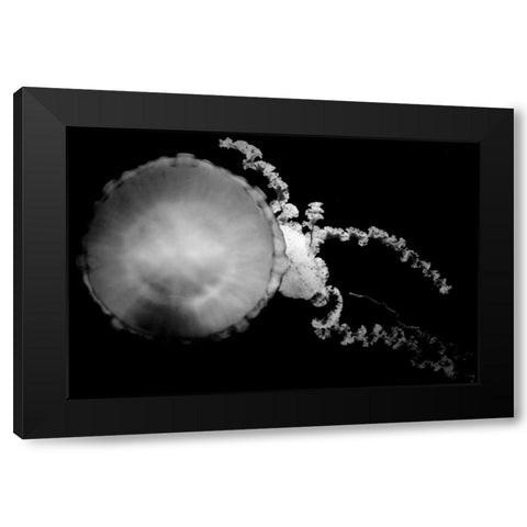 Jellyfish Glow IX Black Modern Wood Framed Art Print with Double Matting by Berzel, Erin