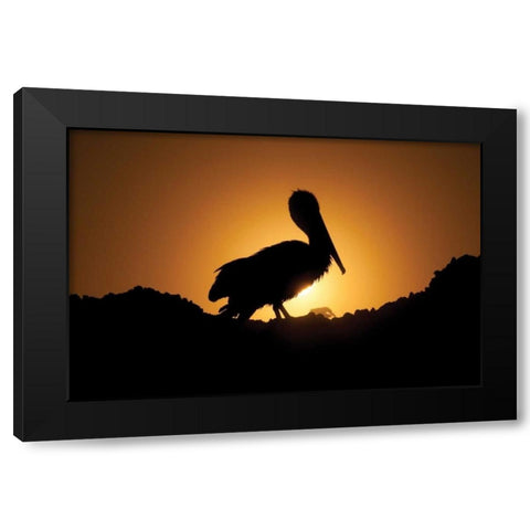 Pelican Silhouette I Black Modern Wood Framed Art Print with Double Matting by Berzel, Erin