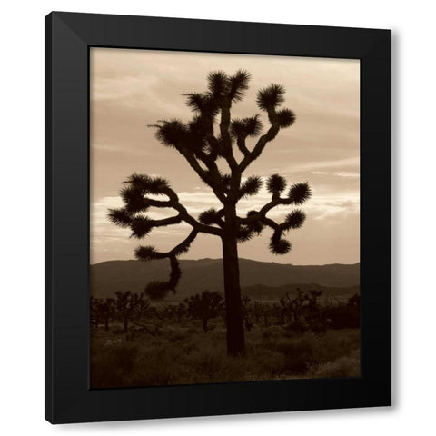 Yucca Brevifolia III Black Modern Wood Framed Art Print by Berzel, Erin