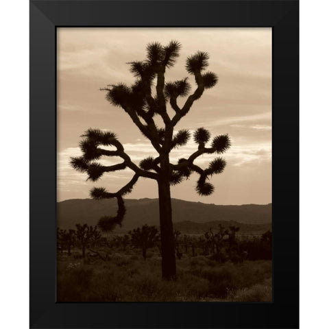 Yucca Brevifolia III Black Modern Wood Framed Art Print by Berzel, Erin