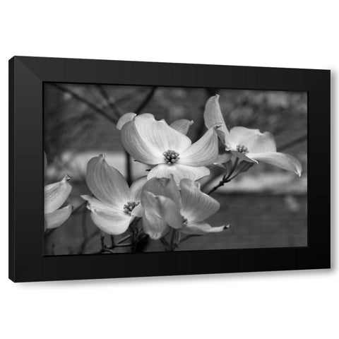 Dogwood Blossoms I BW Black Modern Wood Framed Art Print by Berzel, Erin