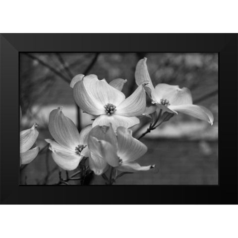 Dogwood Blossoms I BW Black Modern Wood Framed Art Print by Berzel, Erin