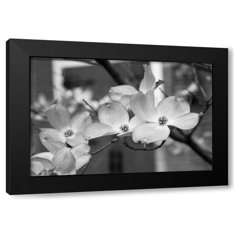Dogwood Blossoms II BW Black Modern Wood Framed Art Print by Berzel, Erin