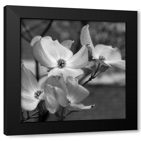 Dogwood Blossoms I BW Sq Black Modern Wood Framed Art Print by Berzel, Erin