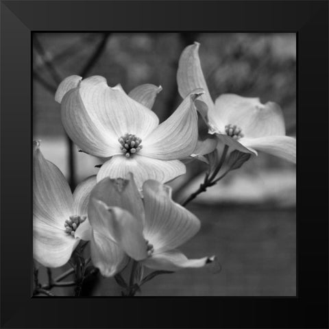 Dogwood Blossoms I BW Sq Black Modern Wood Framed Art Print by Berzel, Erin