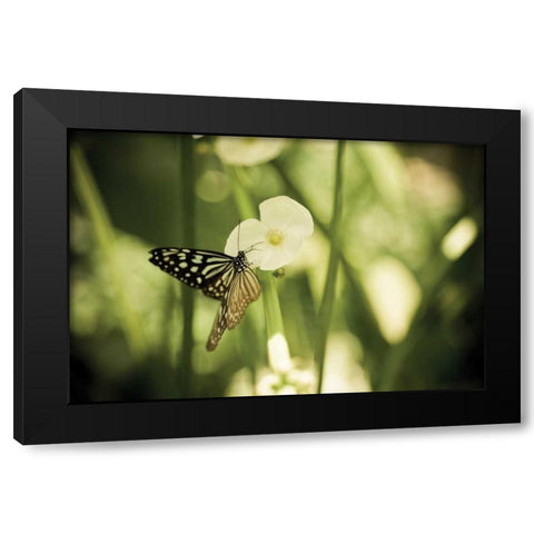 Butterfly I Black Modern Wood Framed Art Print by Berzel, Erin