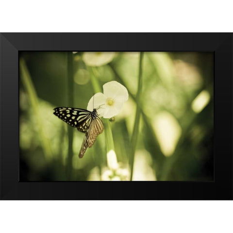 Butterfly I Black Modern Wood Framed Art Print by Berzel, Erin