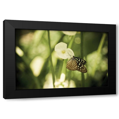 Butterfly II Black Modern Wood Framed Art Print by Berzel, Erin