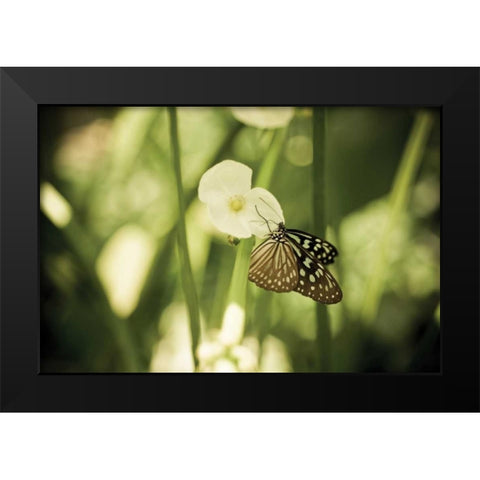 Butterfly II Black Modern Wood Framed Art Print by Berzel, Erin