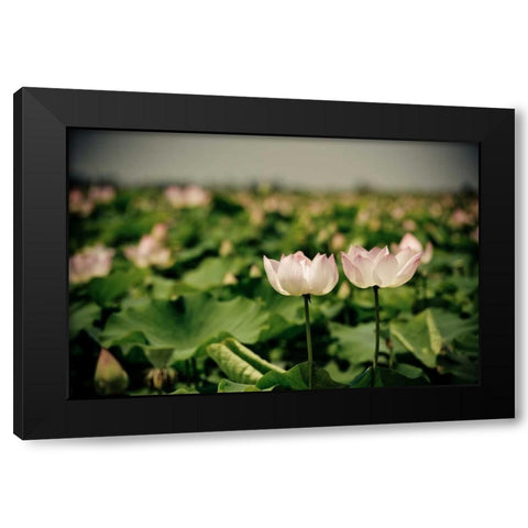 Lotus Flowers I Black Modern Wood Framed Art Print by Berzel, Erin