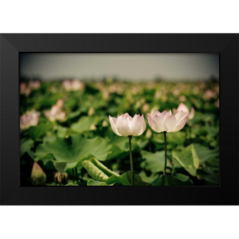 Lotus Flowers I Black Modern Wood Framed Art Print by Berzel, Erin