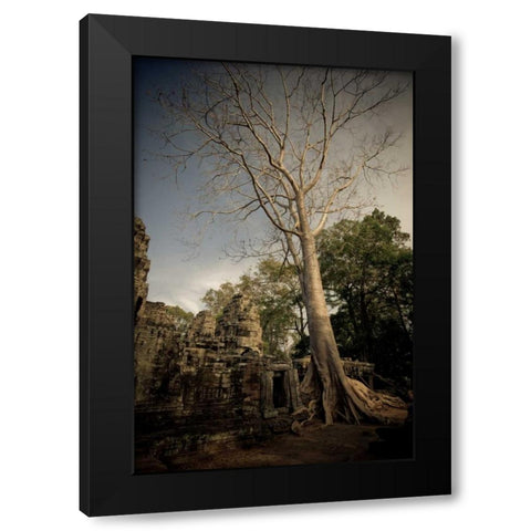 Silk Cotton Tree Black Modern Wood Framed Art Print with Double Matting by Berzel, Erin