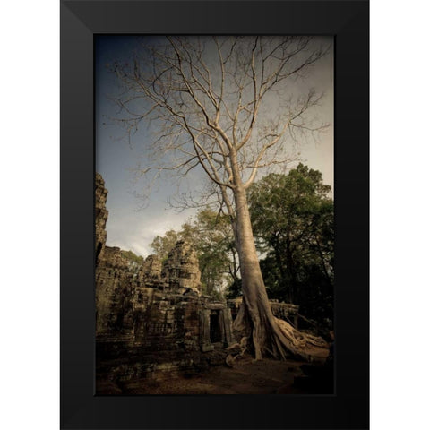 Silk Cotton Tree Black Modern Wood Framed Art Print by Berzel, Erin