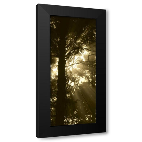 Sepia Shadows I Black Modern Wood Framed Art Print by Berzel, Erin