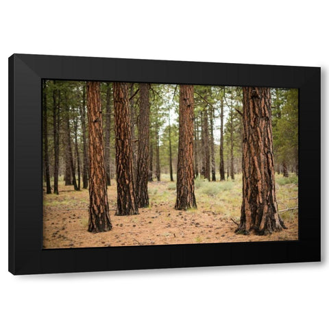 Willamette Natl Forest I Black Modern Wood Framed Art Print by Berzel, Erin