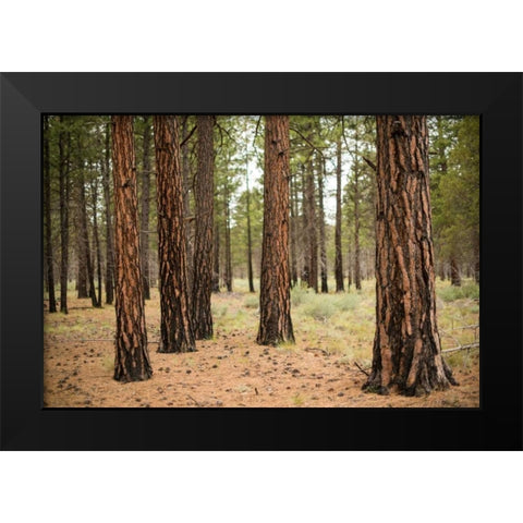 Willamette Natl Forest I Black Modern Wood Framed Art Print by Berzel, Erin