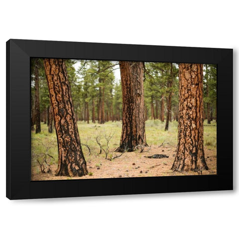 Willamette Natl Forest II Black Modern Wood Framed Art Print with Double Matting by Berzel, Erin