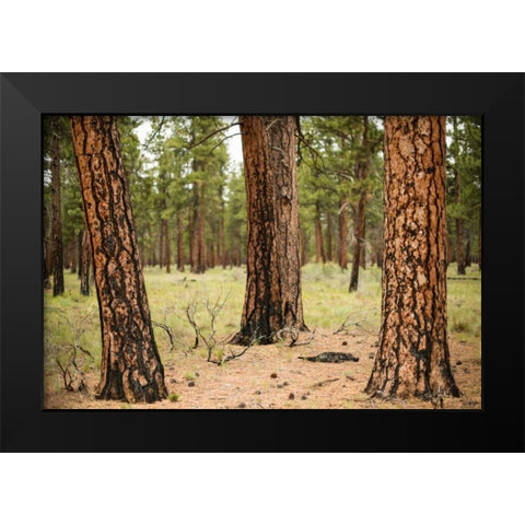 Willamette Natl Forest II Black Modern Wood Framed Art Print by Berzel, Erin