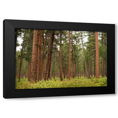 Willamette Natl Forest III Black Modern Wood Framed Art Print with Double Matting by Berzel, Erin