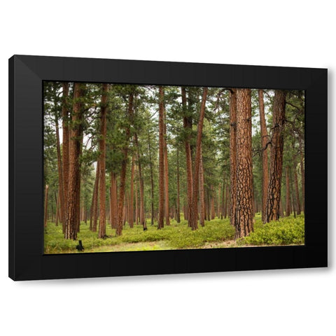 Willamette Natl Forest IV Black Modern Wood Framed Art Print by Berzel, Erin