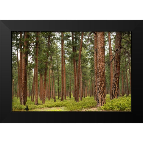Willamette Natl Forest IV Black Modern Wood Framed Art Print by Berzel, Erin