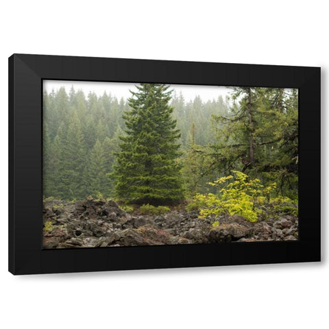 Willamette Natl Forest V Black Modern Wood Framed Art Print with Double Matting by Berzel, Erin