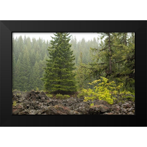 Willamette Natl Forest V Black Modern Wood Framed Art Print by Berzel, Erin