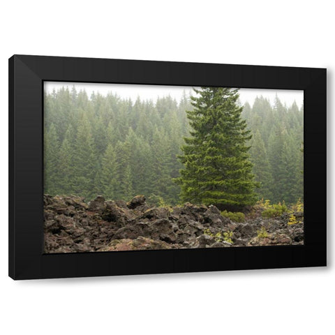 Willamette Natl Forest VI Black Modern Wood Framed Art Print by Berzel, Erin