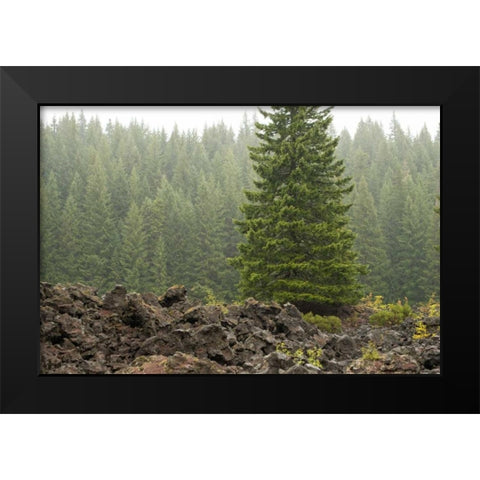 Willamette Natl Forest VI Black Modern Wood Framed Art Print by Berzel, Erin