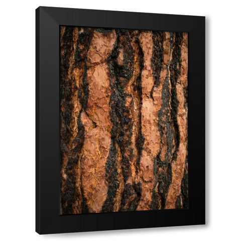 Oregon Pine I Black Modern Wood Framed Art Print by Berzel, Erin
