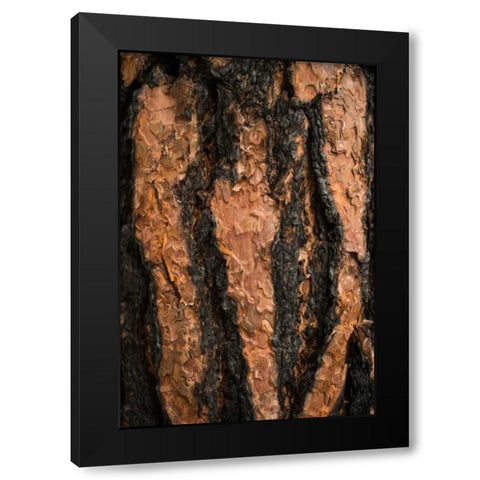 Oregon Pine II Black Modern Wood Framed Art Print with Double Matting by Berzel, Erin