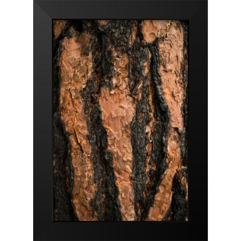 Oregon Pine II Black Modern Wood Framed Art Print by Berzel, Erin