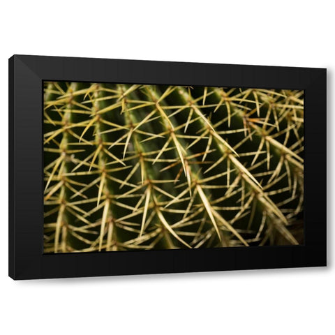 Cactus Detail II Black Modern Wood Framed Art Print with Double Matting by Berzel, Erin
