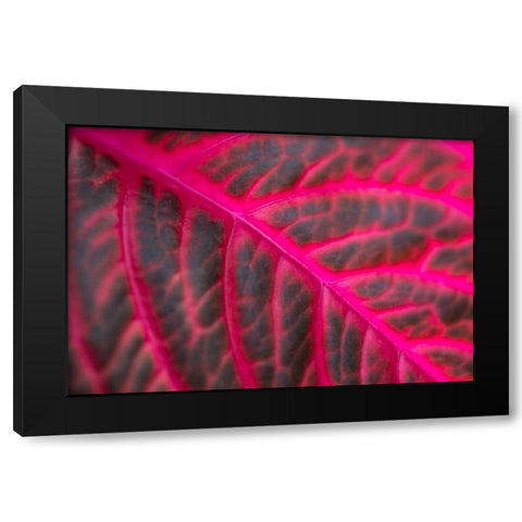 Pink Leaf II Black Modern Wood Framed Art Print with Double Matting by Berzel, Erin