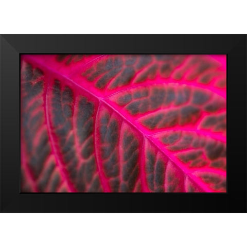 Pink Leaf II Black Modern Wood Framed Art Print by Berzel, Erin