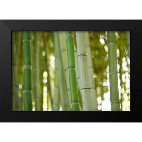 Bamboo and Bokeh I Black Modern Wood Framed Art Print by Berzel, Erin
