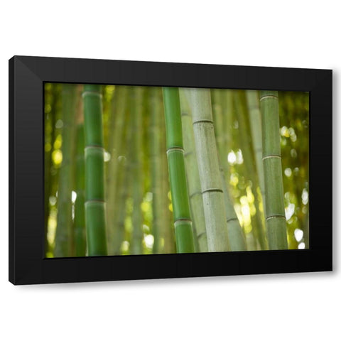Bamboo and Bokeh II Black Modern Wood Framed Art Print with Double Matting by Berzel, Erin