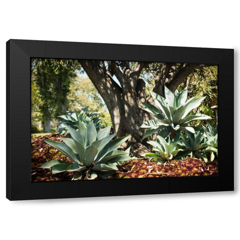 Agave I Black Modern Wood Framed Art Print by Berzel, Erin
