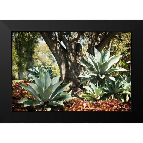 Agave I Black Modern Wood Framed Art Print by Berzel, Erin