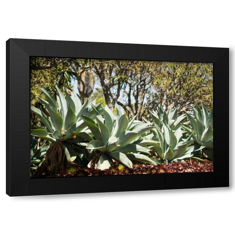 Agave II Black Modern Wood Framed Art Print with Double Matting by Berzel, Erin