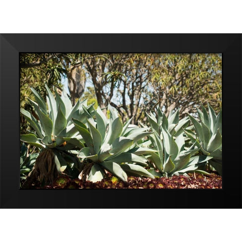 Agave II Black Modern Wood Framed Art Print by Berzel, Erin